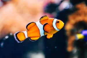 最后,结论部分总结整个赛事的意义和价值,强调其对未来的启示。2026年美加墨世界杯时间